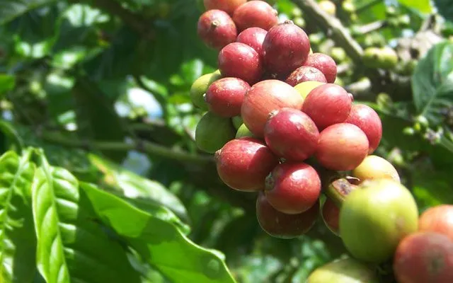 Budidaya Kopi