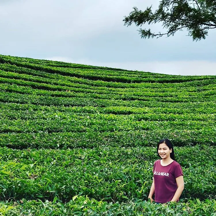 Kebun Teh Sidamanik