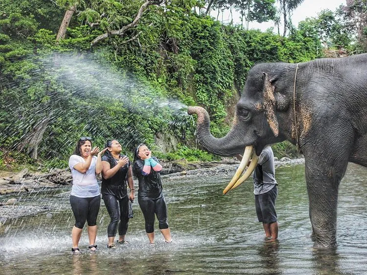 Bermain dengan Gajah di Tangkahan Langkat