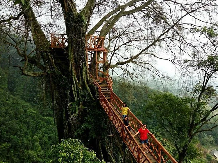 Destinasi Rumah Pohon