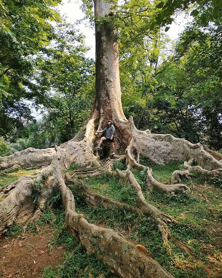Kebun Raya Bogor