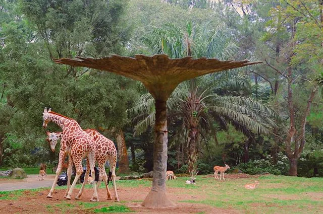 Taman Safari Indonesia Bogor