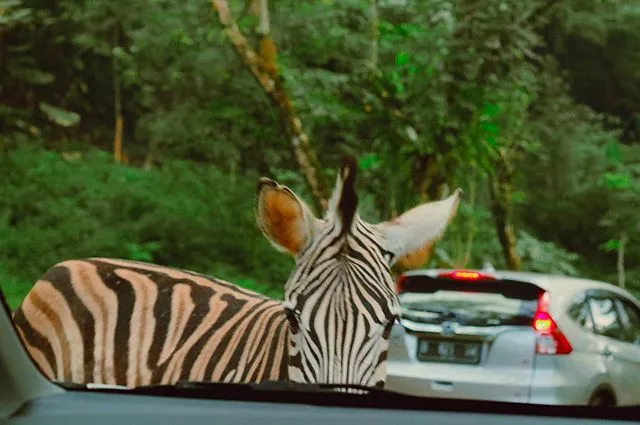 Tamansafari 02